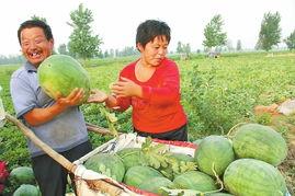内黄县小白瓜今日价格,市场行情一览