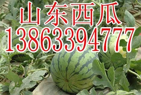 今日小白瓜批发多少钱