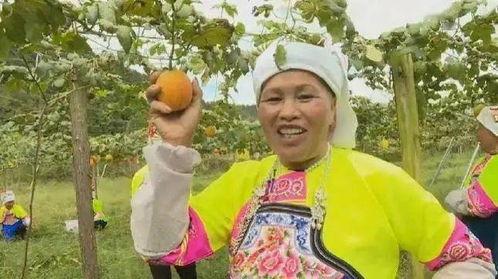 今日吊瓜行情,涨跌波动，市场动态一览