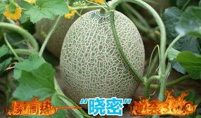 东方鼎信哈密瓜今日行情,今日行情一览，品质与价格齐飞”