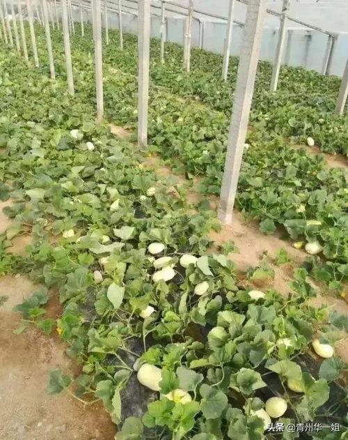 青州今日绿银瓜价格行情,价格稳健，市场需求旺盛”
