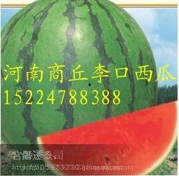 景东今日小瓜价格行情,市场波动下的新鲜动态”
