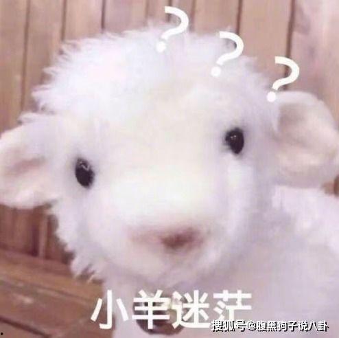 718黑瓜吃料小羊没烦恼,快乐成长之旅