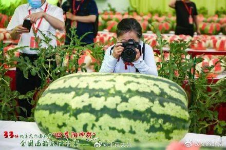 今日大瓜每日大赛,每日大赛精彩瞬间大盘点