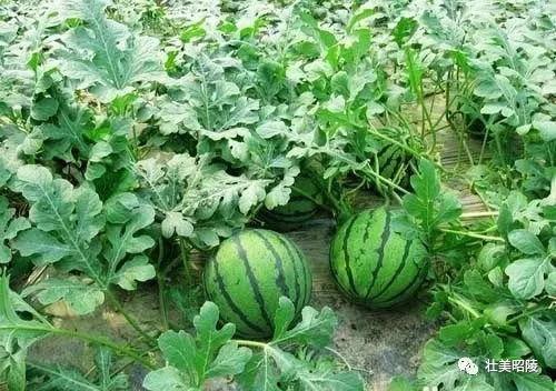 今日大瓜每日大赛,每日大赛精彩瞬间大盘点