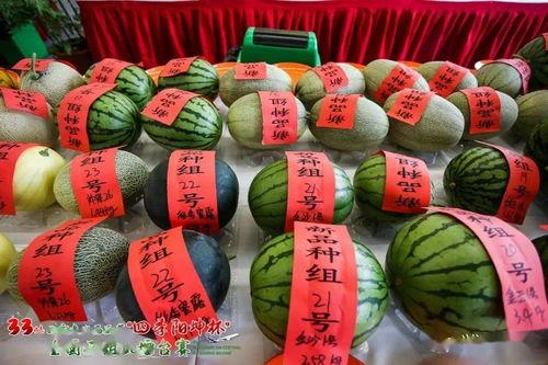 今日大瓜每日大赛,每日大赛精彩瞬间大盘点