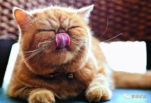 微密猫黑料吃瓜,吃瓜群众热议背后的真相