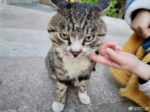 微密猫黑料吃瓜,吃瓜群众热议背后的真相