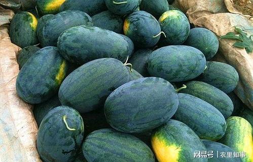 黑毛吃瓜,揭秘神秘瓜果背后的故事