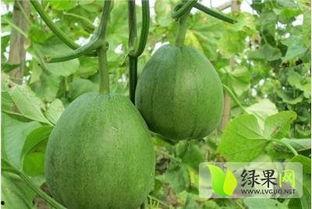 今日脆瓜批发价格多少