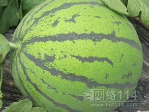 今日脆瓜批发价格多少