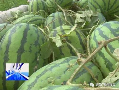 黑塔吃瓜,吃瓜群众揭秘神秘事件背后的真相