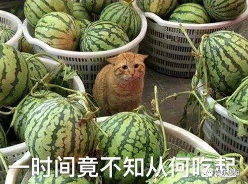 吃瓜不爆料,吃瓜群众不爆料，幕后真相大揭秘