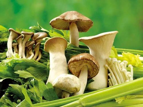 17c吃瓜黑蘑菇爆料,揭秘娱乐圈不为人知的幕后故事