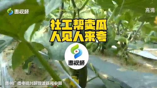 今日长葛头条卖瓜大王,今日头条聚焦卖瓜大王传奇