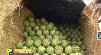 今日大事件一中的瓜,瓜中藏真相，舆论漩涡中的焦点解析