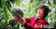 武威吊瓜今日价钱,新鲜上市，实惠抢购！