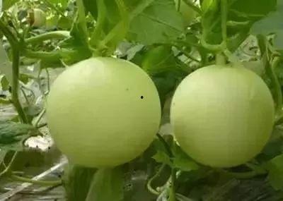 今日瓜价香瓜熟了,今日瓜价行情一览