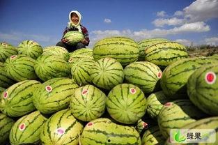 今日嘉兴水果批发市场硒砂瓜行情,硒含量丰富，价格稳中有升