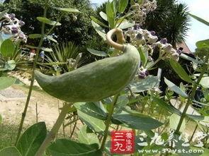 今日牛角瓜最新报价,最新报价揭示市场动态”