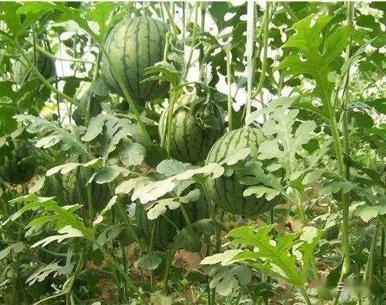 乐东二瓜今日价格行情,价格波动解析与市场动态