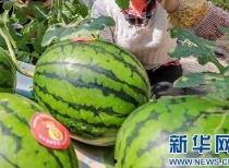 今日云南吃瓜最新消息,揭秘当地特色美食背后的故事