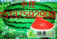 今日新疆瓜价,今日瓜价行情一览