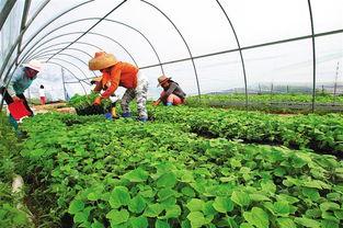 崖城瓜菜今日价格表,新鲜蔬菜实惠选购指南
