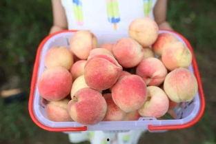泡泡爆料吃瓜,泡泡爆料，吃瓜群众狂欢时刻