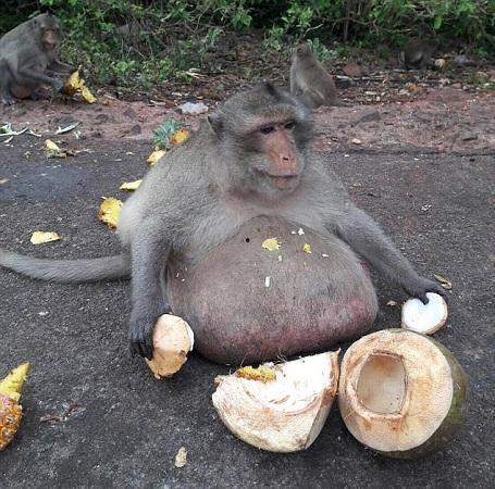 黑猴吃瓜任务,揭秘热带雨林中的神秘食客