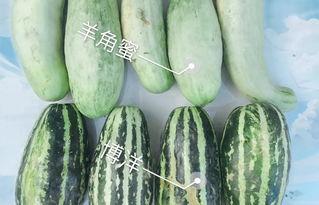 今日茧瓜价格,波动分析及市场展望