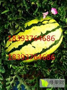 哈尔滨硒砂瓜今日价格