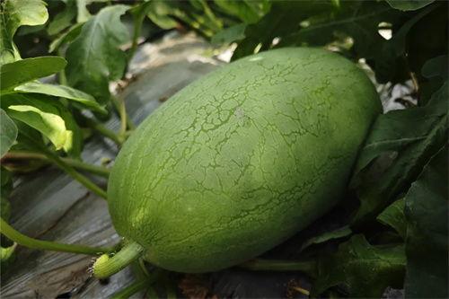 今日红瓜最新价格