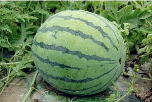 今日红瓜最新价格