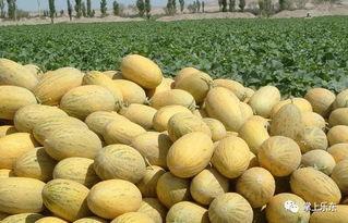 今日东方哈密瓜价格,实惠之选，品质保证