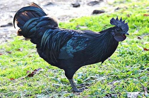 吃鸡黑瓜,一场关于生存与策略的电竞盛宴