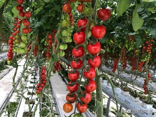 荷兰瓜今日行情