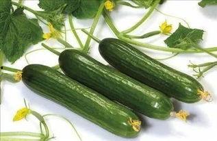 荷兰瓜今日行情