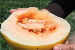 吃黑蜜瓜上火还是下火,上火还是下火，揭秘夏日消暑之谜