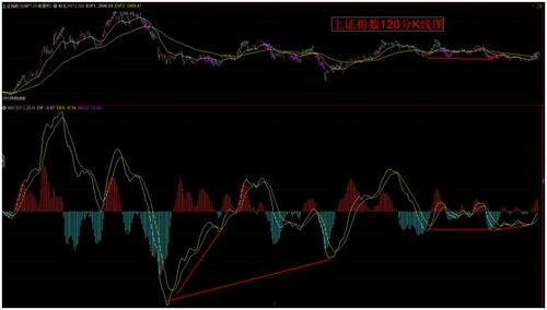 小瓜今日行情分析最新消息,最新动态解析，洞察市场脉动