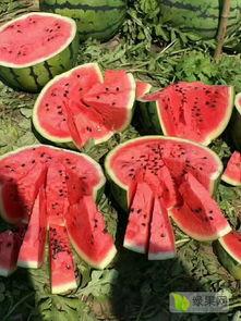 开封露天瓜今日价格,价格行情一览