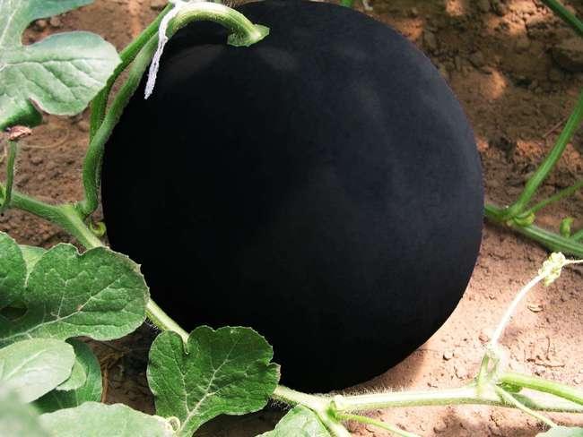 黑科大 吃瓜,揭秘校园风云背后的真相”