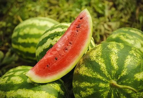 今日头瓜收购价格查询