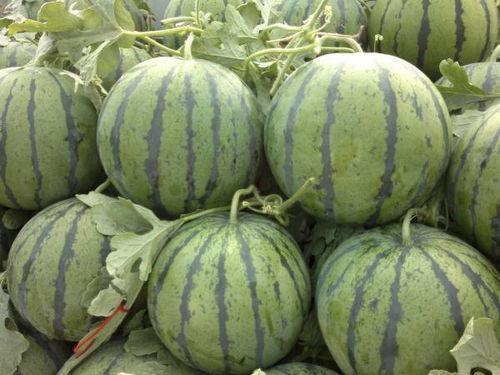 今日瓜价淮安,瓜价波动，新鲜资讯速览