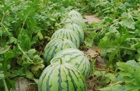 热门大瓜今日大瓜2024,今日大瓜盘点，揭秘娱乐圈风云变幻