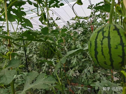 本地小吊瓜今日价格,本地市场行情一览”