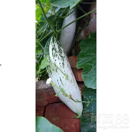 今日变色瓜种子价格,今日变色瓜种子价格行情一览