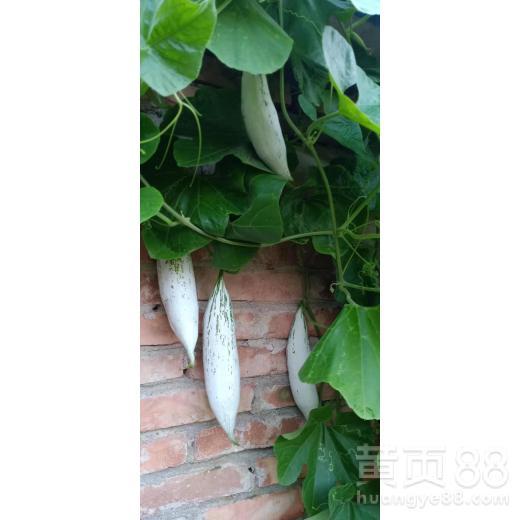 今日变色瓜种子价格,今日变色瓜种子价格行情一览