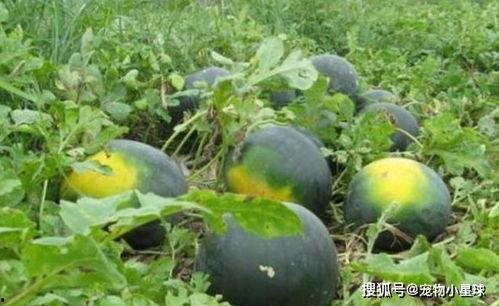 黑瓜吃料网在线,揭秘美食背后的故事与技巧