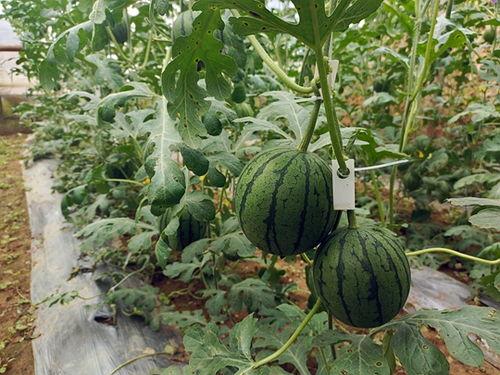 五一吃瓜今日吃瓜在线